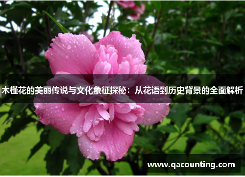 木槿花的美丽传说与文化象征探秘：从花语到历史背景的全面解析